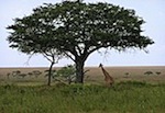 acacia gum